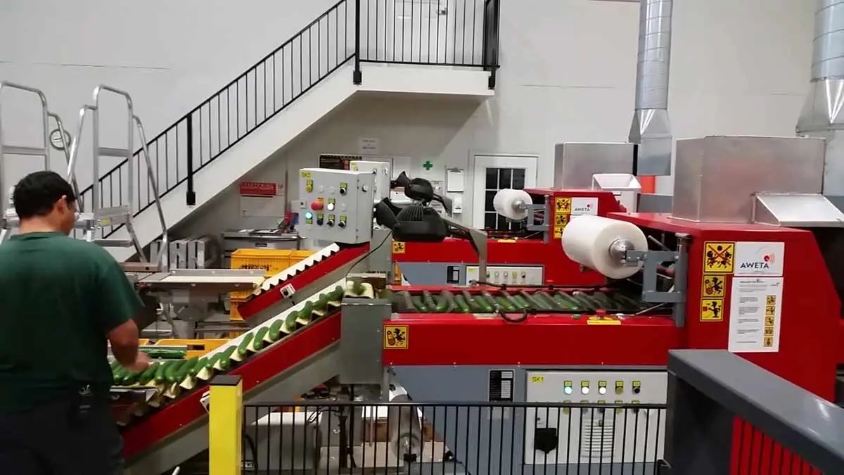 cucumber-packing-house
