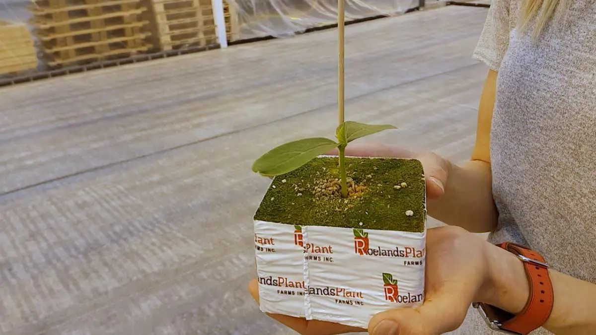 cucumber-plant