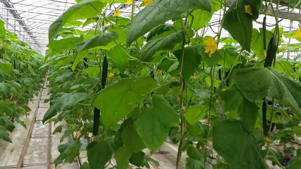 cucumber-flowers