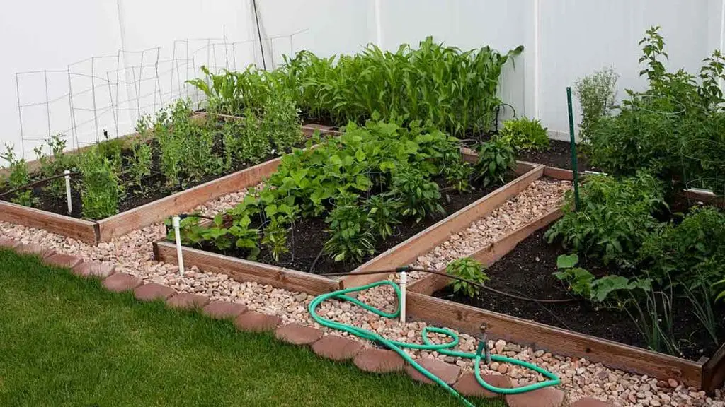 garden-in-backyard