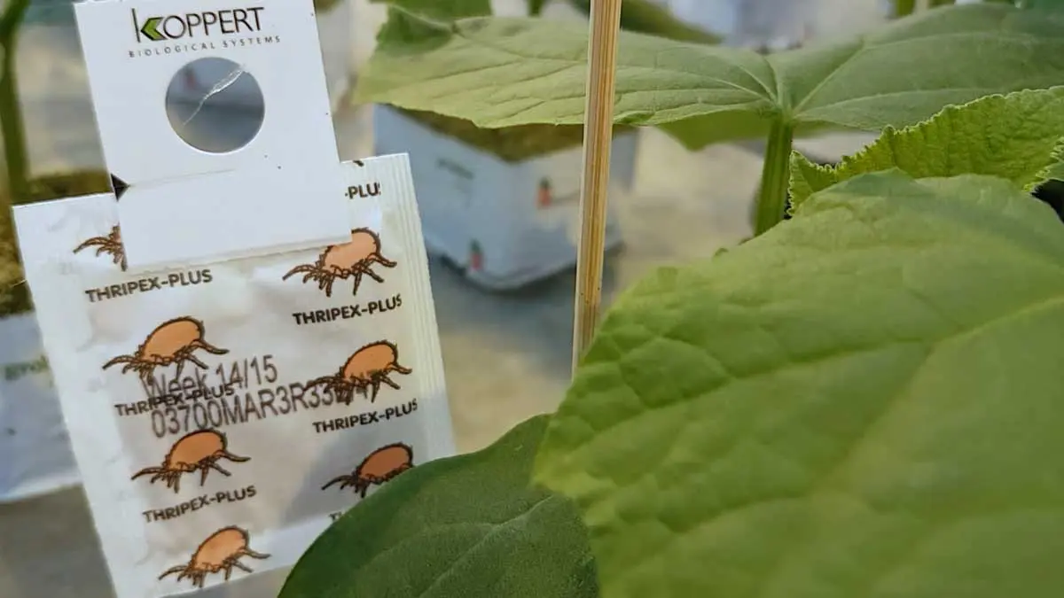 integrated-pest-managment