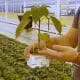 greenhouse-pepper-plant