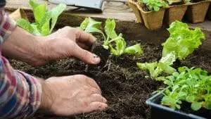 planting-vegetables-in-garden