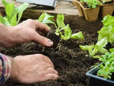 planting-vegetables-in-garden