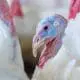 how are turkeys cared for