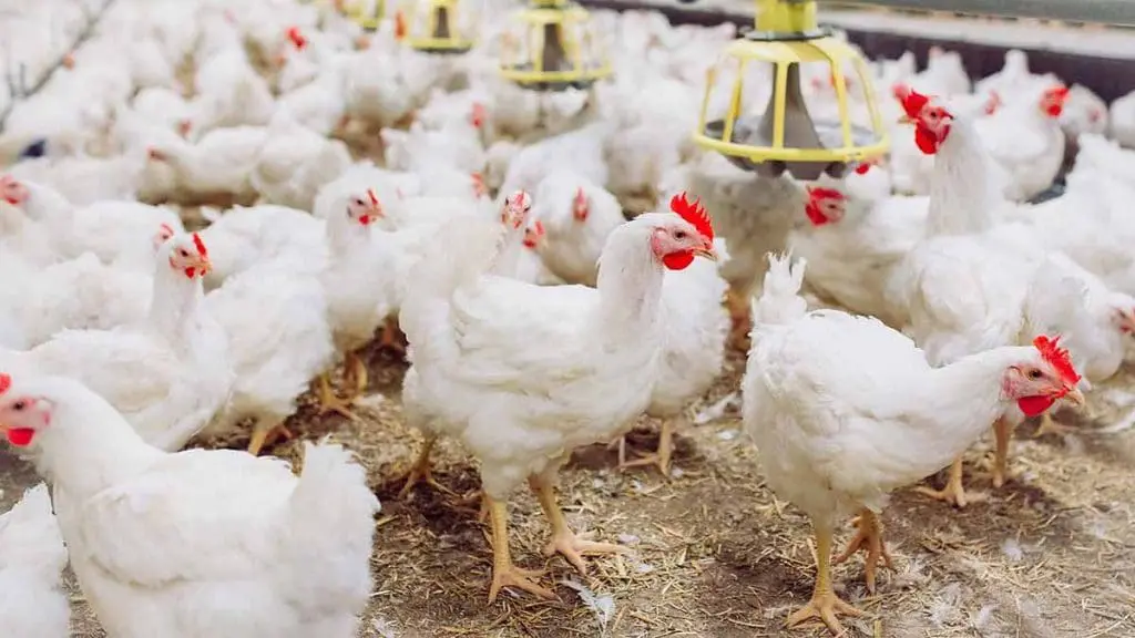 broiler chicken barn