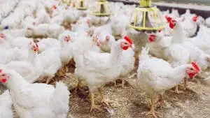 broiler chicken barn