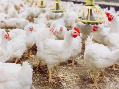 broiler chicken barn