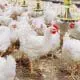 broiler chicken barn
