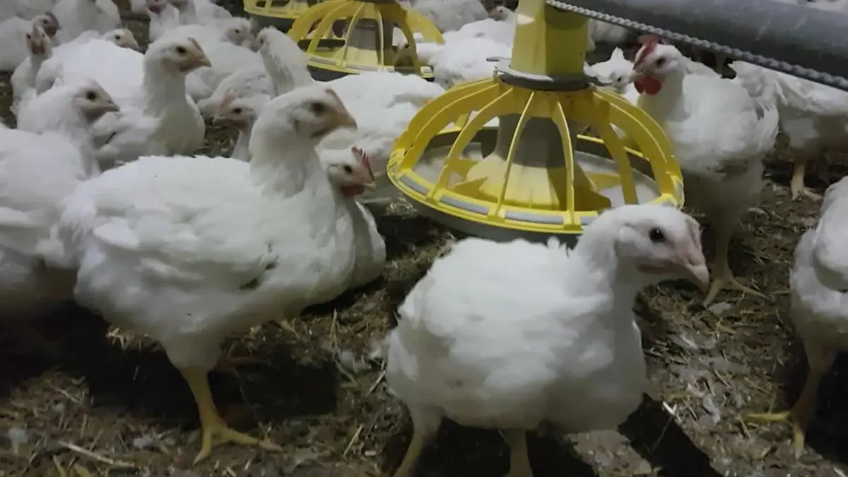 chicken-feeders