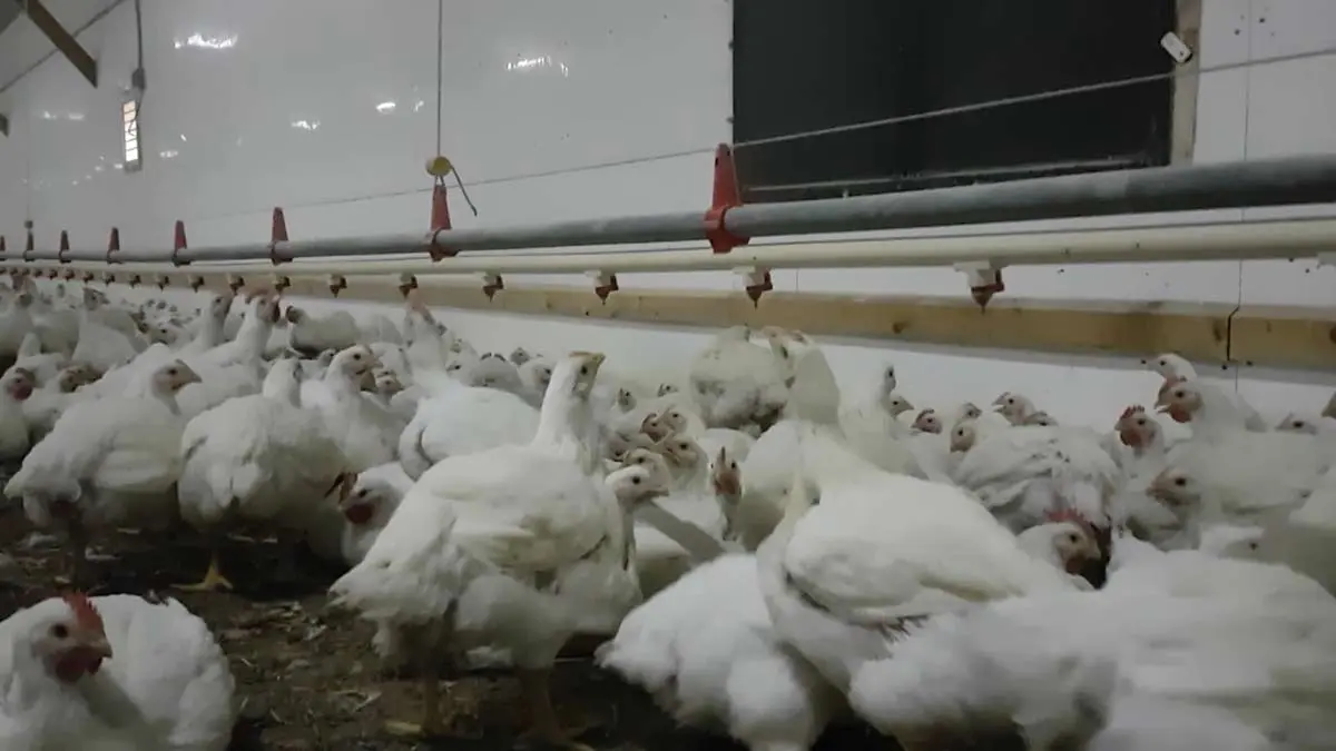 nipple-drinkers-for-chickens