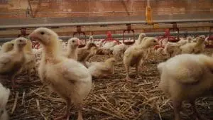 chicken-in-barn