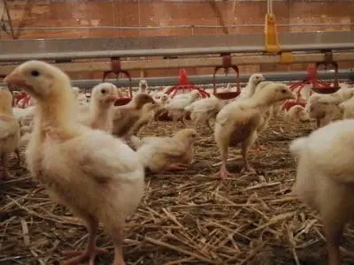 chicken-in-barn