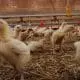 chicken-in-barn