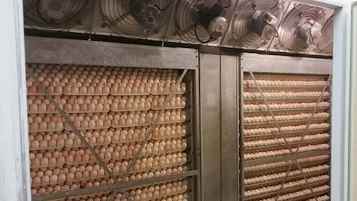 hatchery-incubators