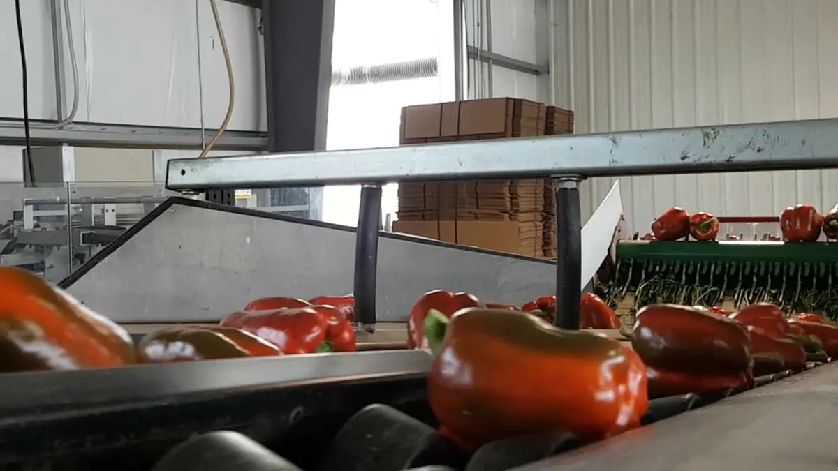 pepper-packing-plant