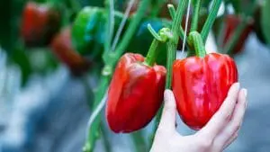 picking peppers