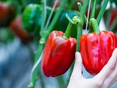 picking peppers