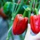 picking peppers