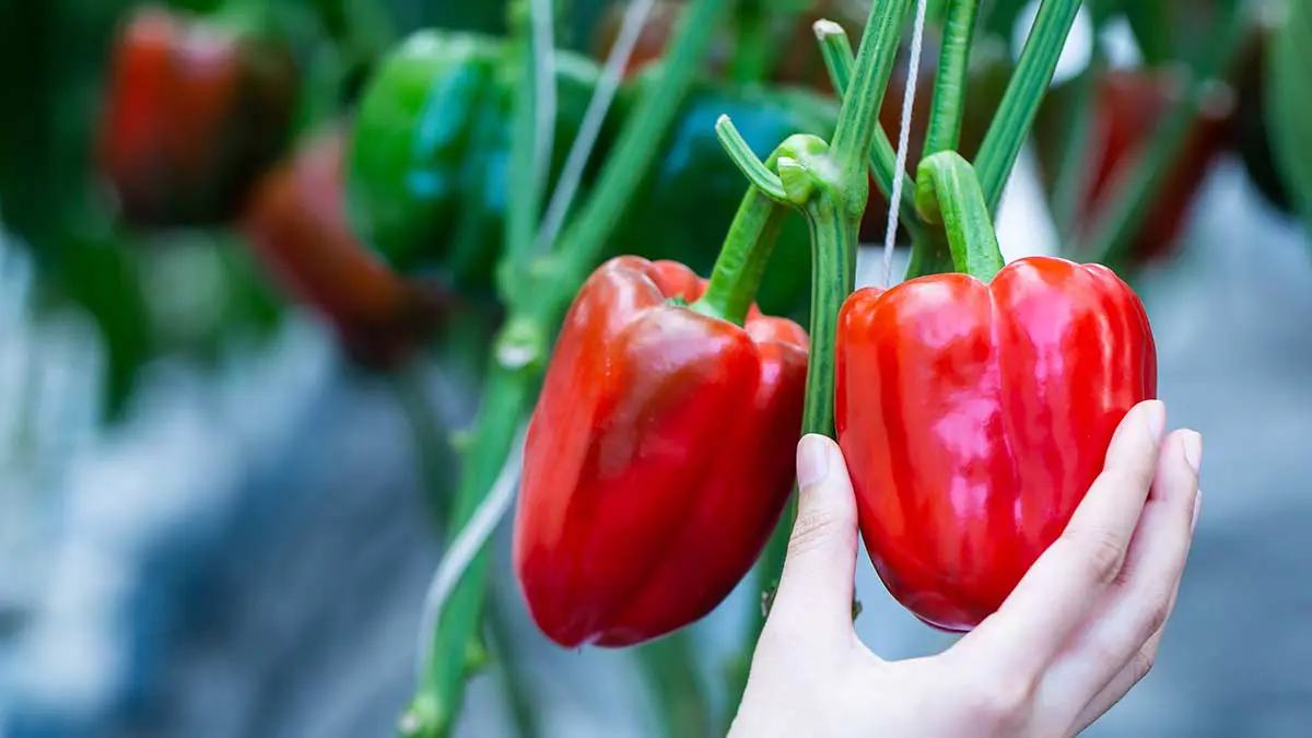 picking peppers