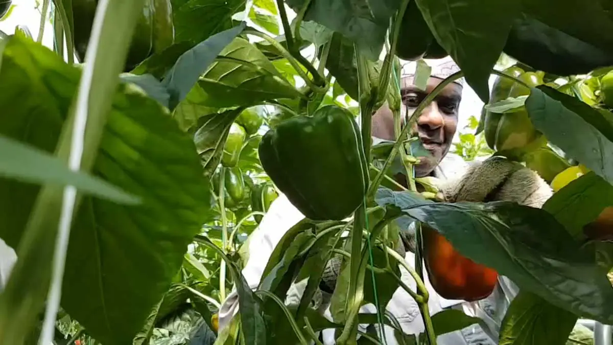 foreign-worker-greenhouse