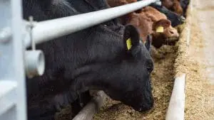 cattle-eating-feed