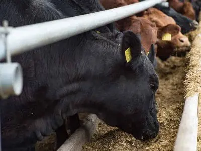 cattle-eating-feed