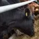 cattle-eating-feed