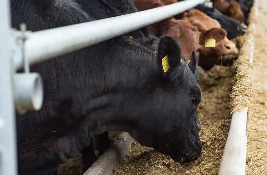cattle-eating-feed