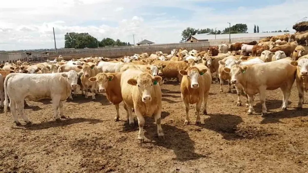 feedlot-cattle