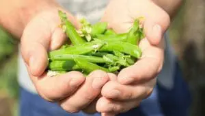 field-peas