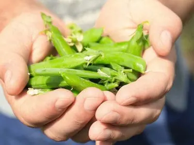 field-peas