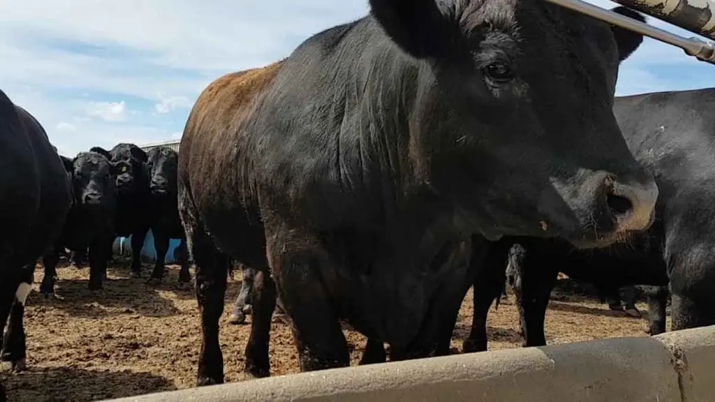 market-steer-weight