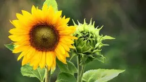 flower-farm