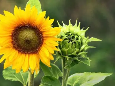 flower-farm