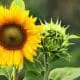 flower-farm