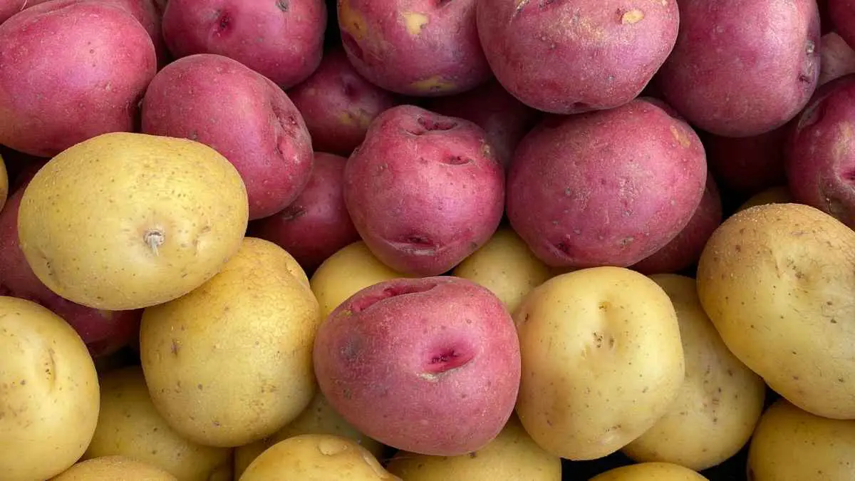 Baby potatoes