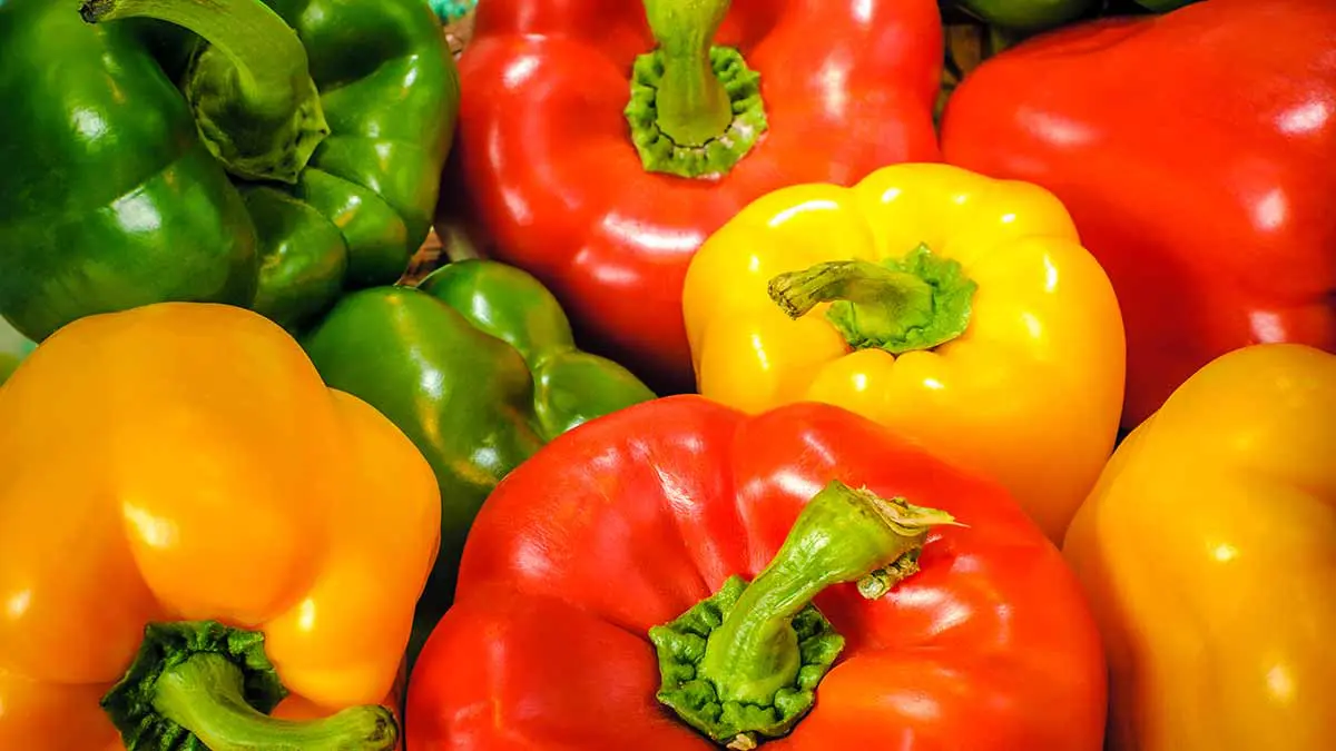 bell peppers multicolor