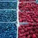 berry trays