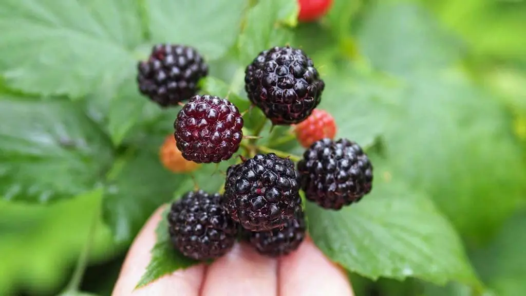 black raspberries