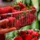 buying strawberries