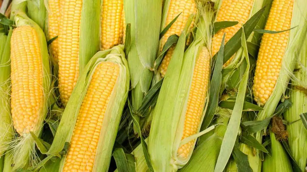 corn on the cob