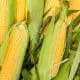 corn on the cob