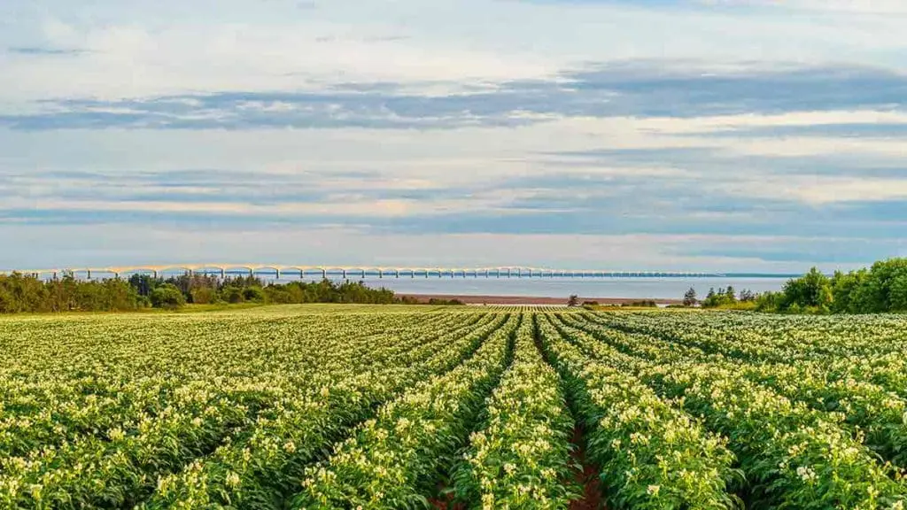 field of potatoes