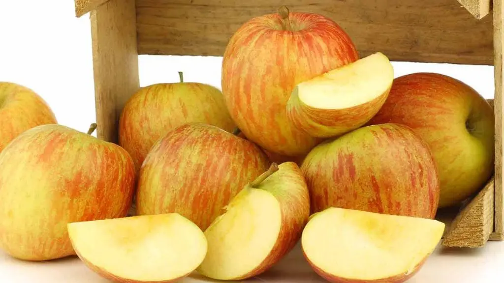 fuji apple