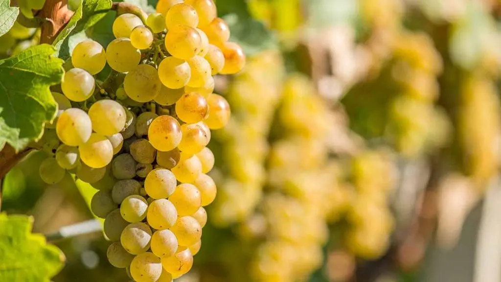 grape vine