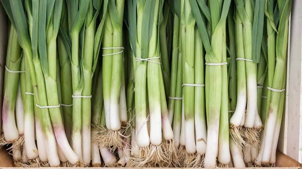 green onions