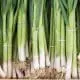 green onions