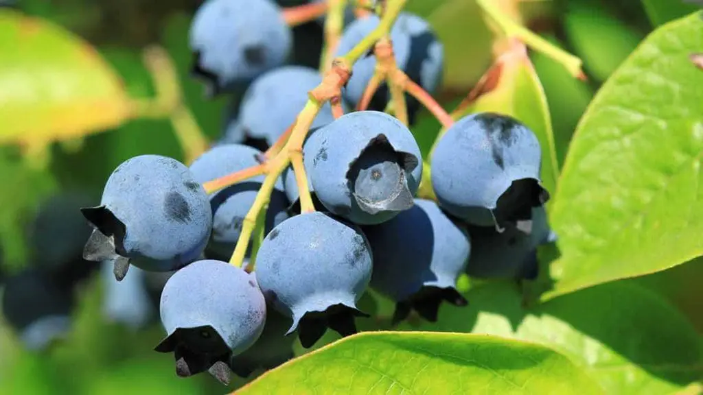 Highbush Blueberries
