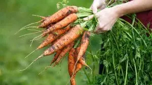 holding carrots